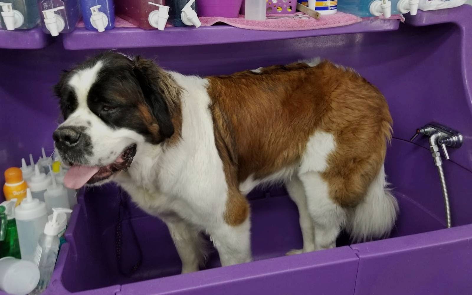 Dog Grooming