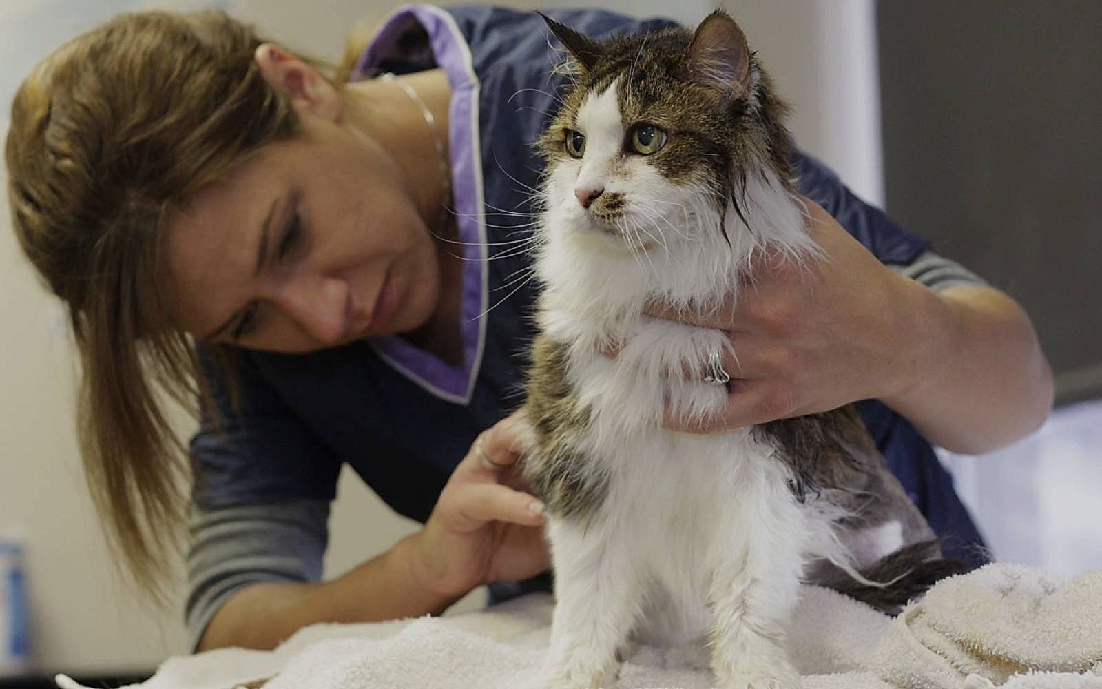 Cat Grooming