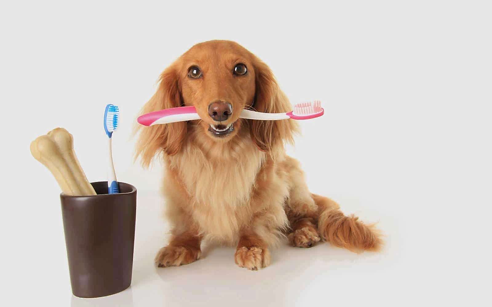 Pet Teeth Brushing